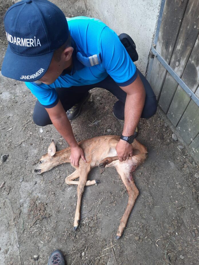 Un pui de căprioară rănit, găsit în zona Maleia, a fost salvat și eliberat în natură