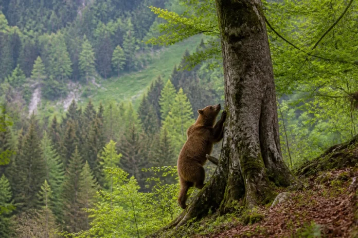 Urs surprins cățărându-se într-un copac, în Parcul Natural Grădiștea Muncelului-Cioclovina