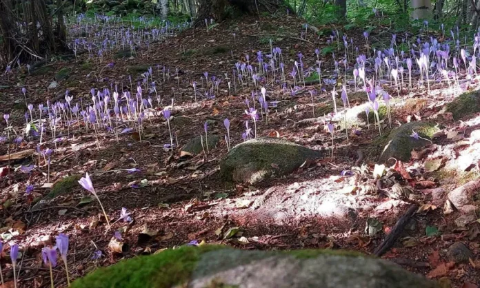 Brândușele de toamnă colorează pădurile din Țara Hațegului